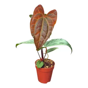 Anthurium 'Ace of Spades' x blue papillilaminum - image 1