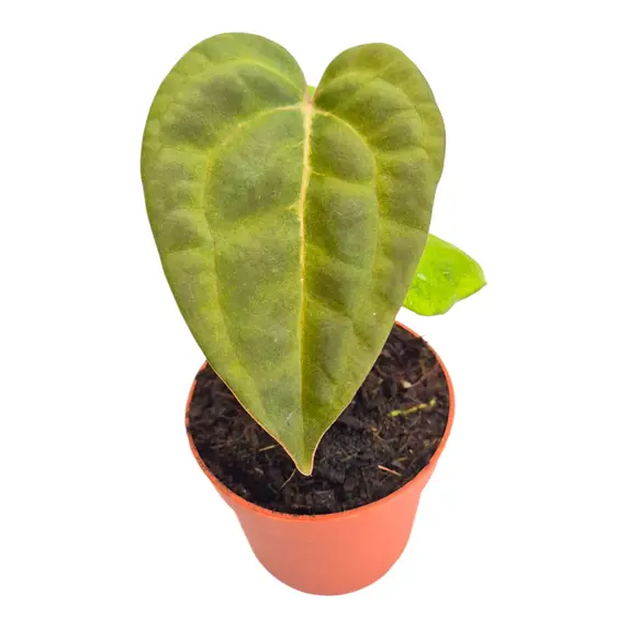 Anthurium 'Ace of Spades' x blue papillilaminum - image 2