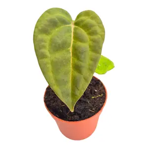 Anthurium 'Ace of Spades' x blue papillilaminum - image 2