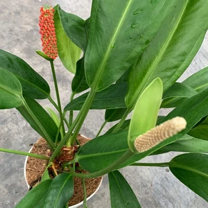 Anthurium bakeri