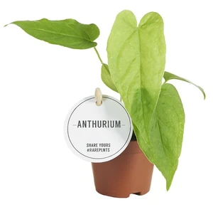 Anthurium balaoanum 6cm