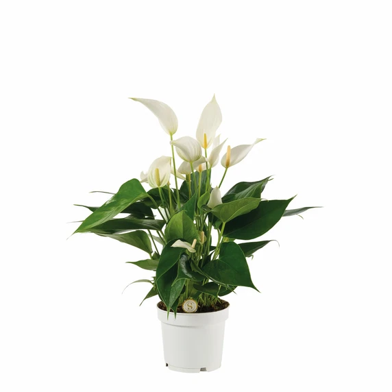 Anthurium 'Banderola Cava White'