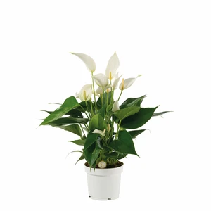 Anthurium 'Banderola Cava White'
