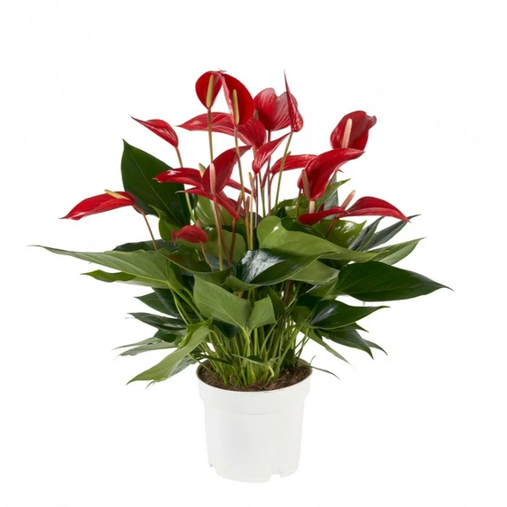 Anthurium 'Banderola Red'