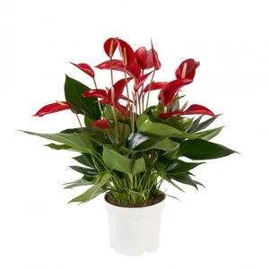 Anthurium 'Banderola Red'