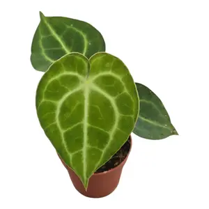 Anthurium 'King of Clarinervium Sulanjana' - image 1