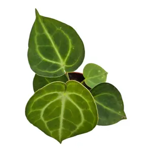 Anthurium 'King of Clarinervium Sulanjana' - image 2