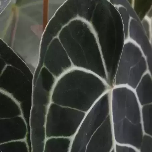 Anthurium clarinervium 12cm - image 1