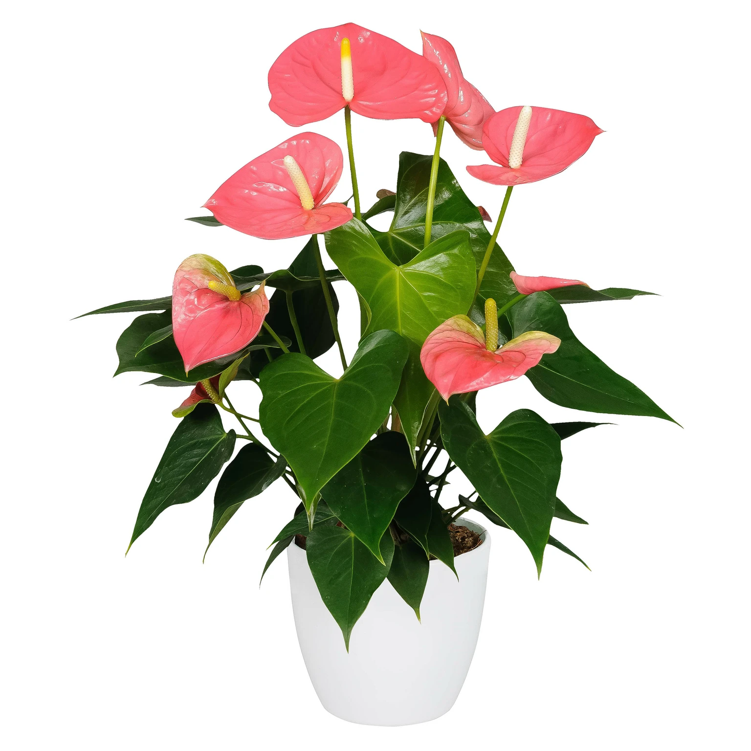 Anthurium Yellow Bell × Red Chocolate③ Anthurium 'Colorado' 14cm - Cowell's Garden Centre | Woolsington