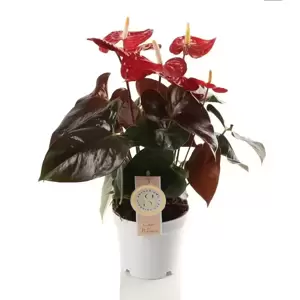 Anthurium 'Coral Champion'