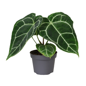 Anthurium crystallinum 12cm