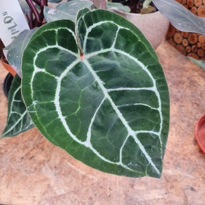 Anthurium crystallinum 'Karma Crystal Hybrid' - image 1