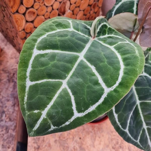 Anthurium crystallinum 'Karma Crystal Hybrid' - image 2