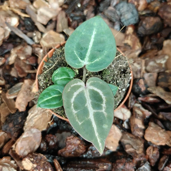 Anthurium crystallinum 'Red'