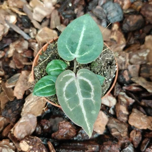 Anthurium crystallinum 'Red'