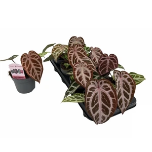 Anthurium crystallinum 'Red Crystal Blush'