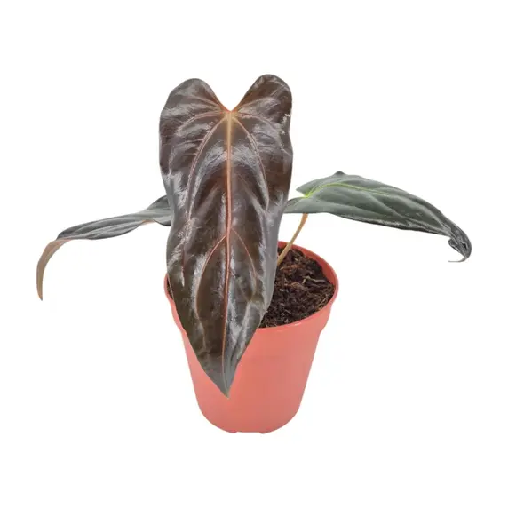 Anthurium 'Dark & Handsome' - image 1