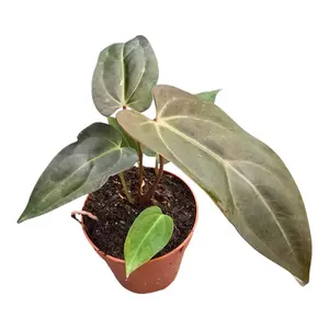 Anthurium 'Dark & Handsome' - image 2