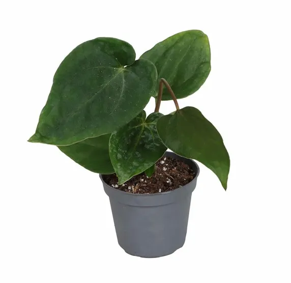 Anthurium 'Dark Phoenix'
