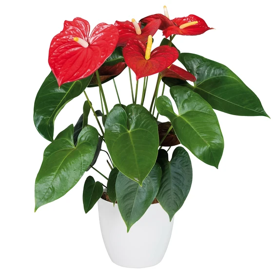 Anthurium 'Edison'