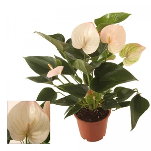 Anthurium 'Fantasy Sprite'