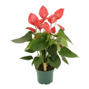 Anthurium Melodia 'Ibis'