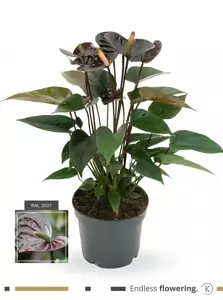 Anthurium 'Karma Black Love' 12cm - image 2
