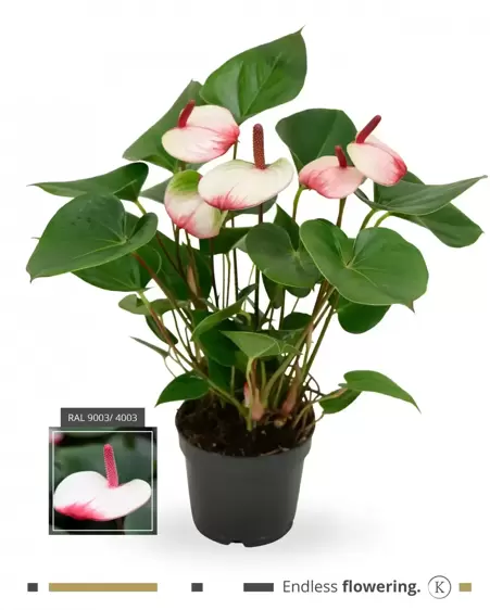 Anthurium 'Karma Hotlips' 17cm