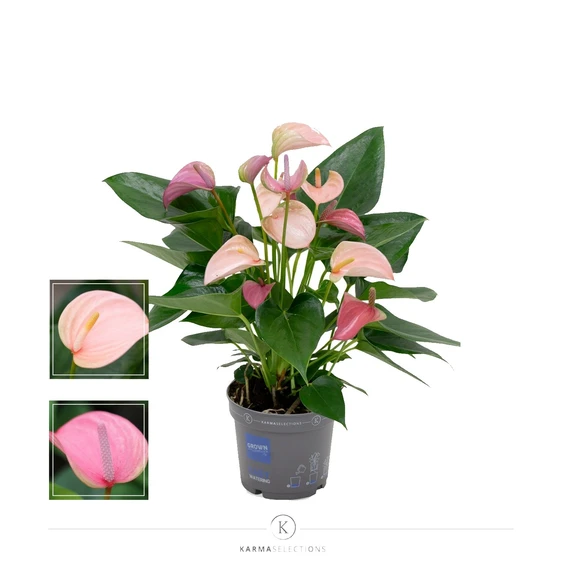 Anthurium 'Karma Joli Duo Pink'