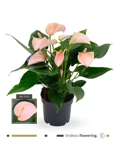 Anthurium 'Karma Joli Peach'