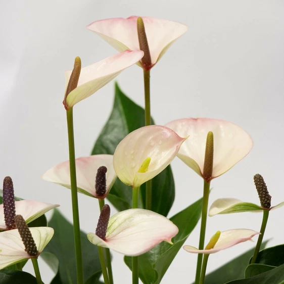 Anthurium 'Karma Lipa Mini' - image 2