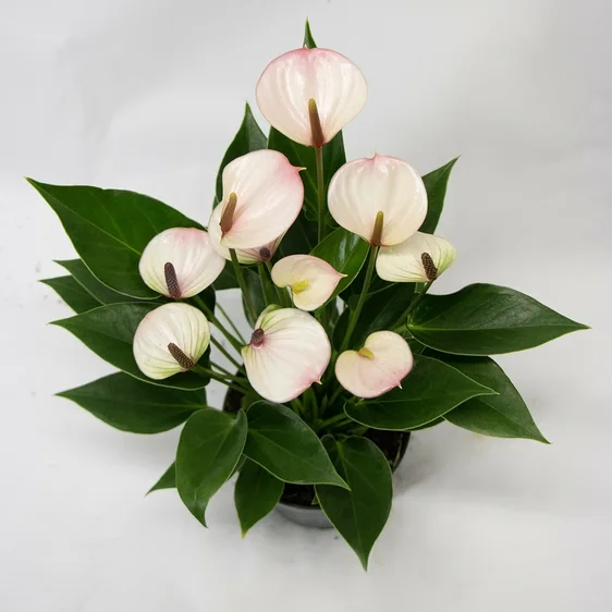 Anthurium 'Karma Lipa Mini' - image 3