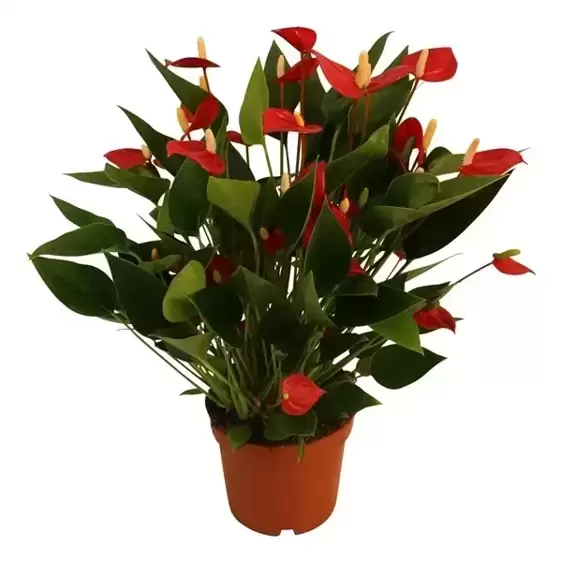 Anthurium 'Karma Million Flowers Red'