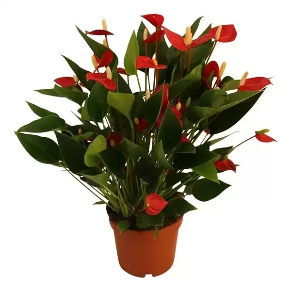 Anthurium 'Karma Million Flowers Red' - Cowell's Garden Centre | Woolsington