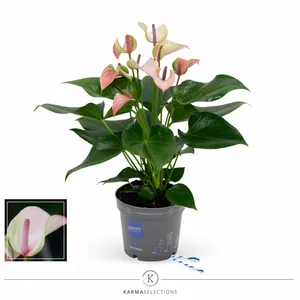 Anthurium 'Karma Pulse' 12cm