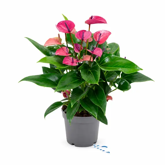 Anthurium 'Karma Purple' 17cm