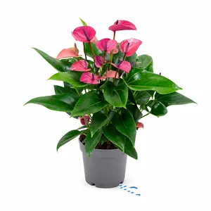 Anthurium 'Karma Purple' 17cm