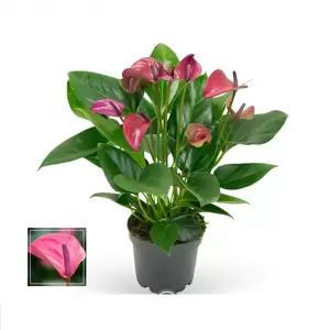 Anthurium 'Karma Purple'