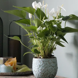 Anthurium 'Karma White' - image 2