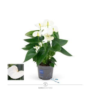 Anthurium 'Karma White' - image 1