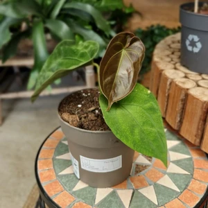 Anthurium 'King of Spades' - image 1