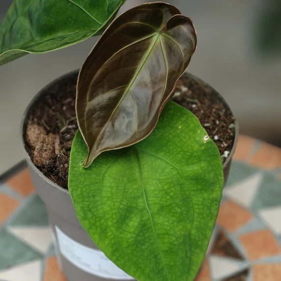 Anthurium 'King of Spades' - image 2