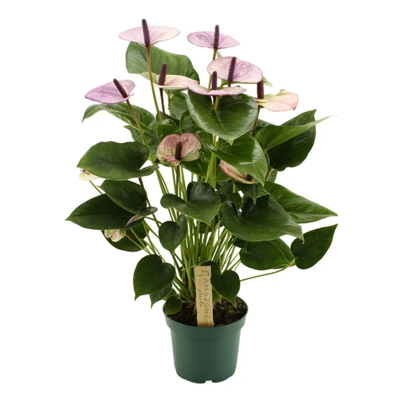 Anthurium 'Laguna' 12cm - image 1