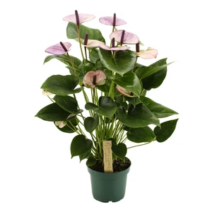 Anthurium 'Laguna' 17cm - image 4