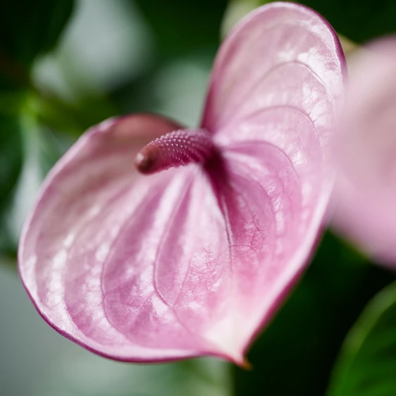 Image Credit: © Anthura B.V.