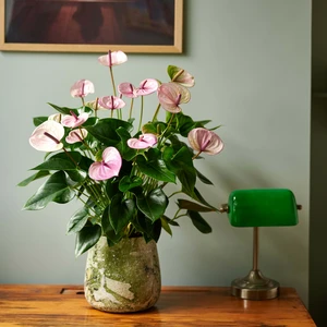 Image Credit: © Anthura B.V.