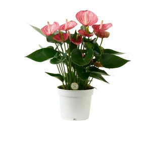 Anthurium 'Livium Brillante'