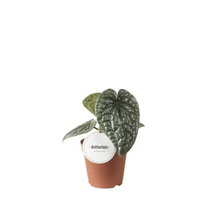 Anthurium luxurians