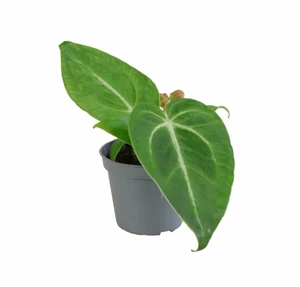 Anthurium magnificum 6cm