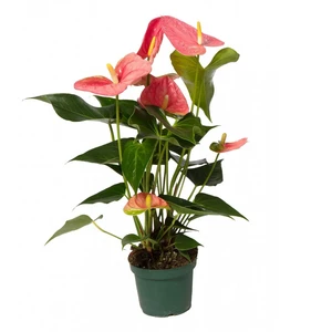 Anthurium 'Melito'
